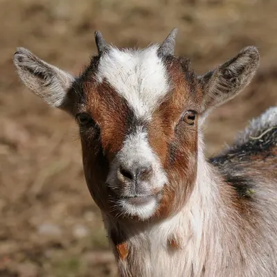 Biquette - Chèvre · Ferme refuge